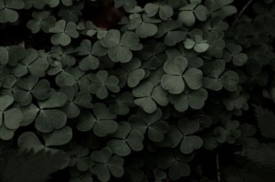 Full frame shot of plants