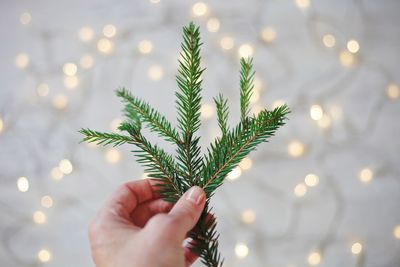 Close-up of hand holding plant