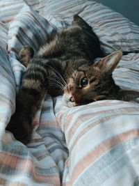 Cat resting on bed at home