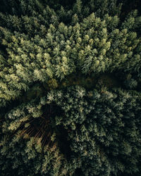 Full frame shot of trees