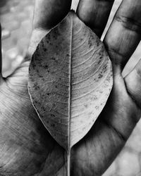 Close-up of person holding dry leaf