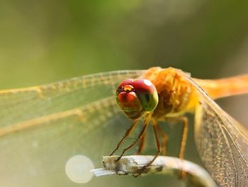 Close-up of insect on leaf