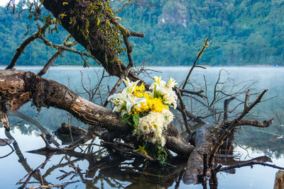 Yellow flowering plants by lake against trees