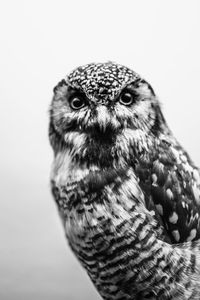 Close-up of owl