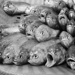 Close-up of fish for sale