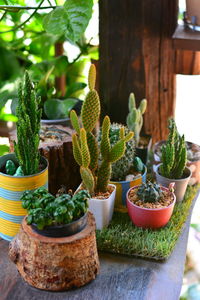 Various potted plants on table