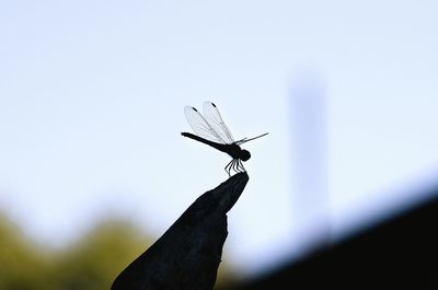 Low angle view of butterfly