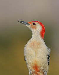 Close-up of a bird