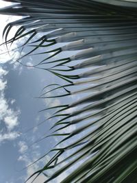 Low angle view of plants against sky