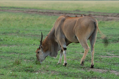 Eland - the largest antelope in the world grazing in a field