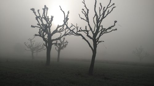 Bare trees on field in foggy weather at dusk