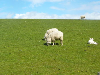 Sheep grazing on field against sky