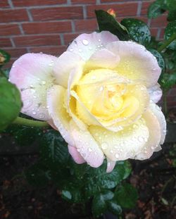 Close-up of water drops on rose