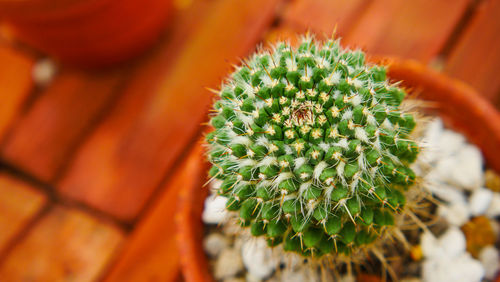 Close-up of succulent plant