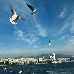 Low angle view of seagulls flying in city