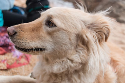 Close-up of dog looking away