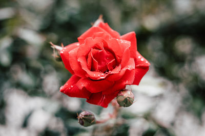 Close-up of red rose