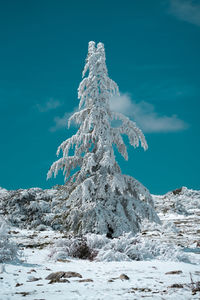 Frozen tree on snowcapped mountain against blue sky