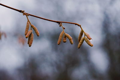 Close-up of branch against sky