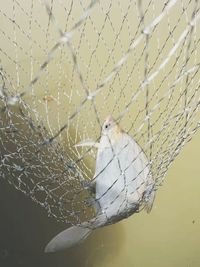 Bird perching on spider web