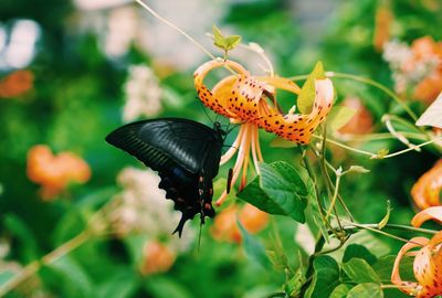 Close-up of butterfly on orange flower