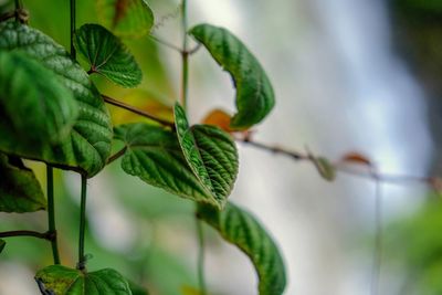 Close-up of fruit growing on plant