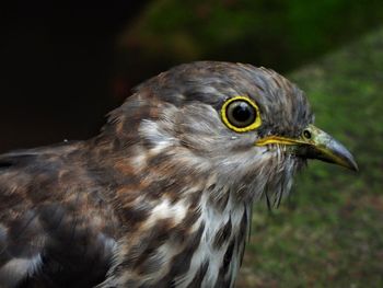 Close-up of common hawk cuckoo