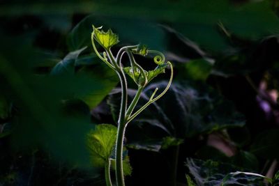 Close-up of plant growing on field
