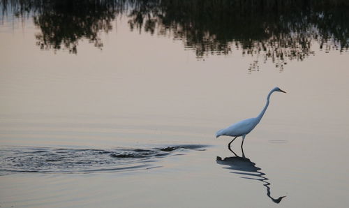 Bird standing in lake