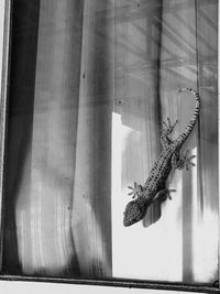 Close-up of lizard on glass