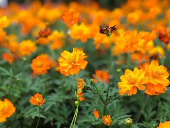 Close-up of bee pollinating on yellow flowers