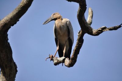 Low angle view of pelican perching on tree against clear sky