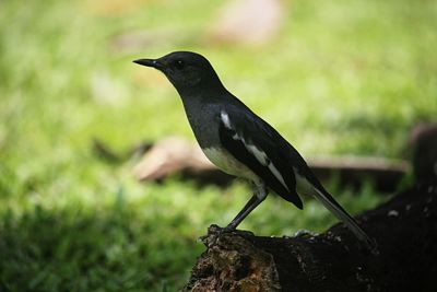 Close-up of bird perching on wood