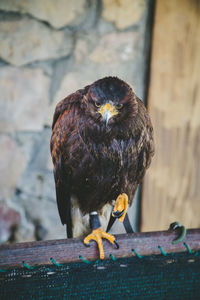 Close-up of bird perching on wood