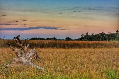 Scenic view of field against sky