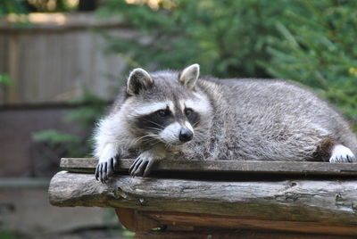 Portrait of an animal on wood
