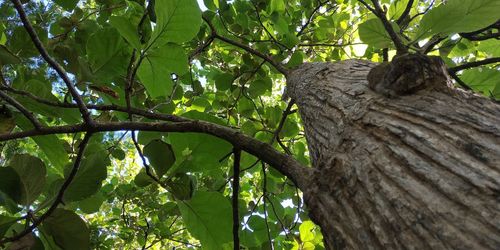 Low angle view of a tree