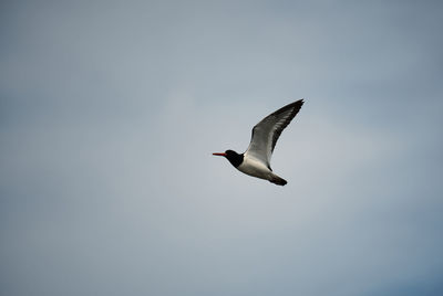 Low angle view of seagull flying in sky