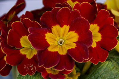 Close-up of red flowering plant