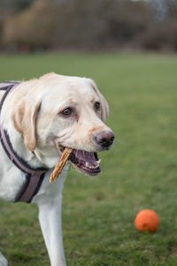 Portrait of dog on grass