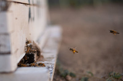 Close-up of bee flying