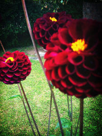 Close-up of red flowers