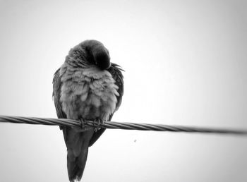 Low angle view of birds perching on tree