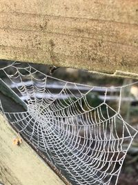 Close-up of spider web in water