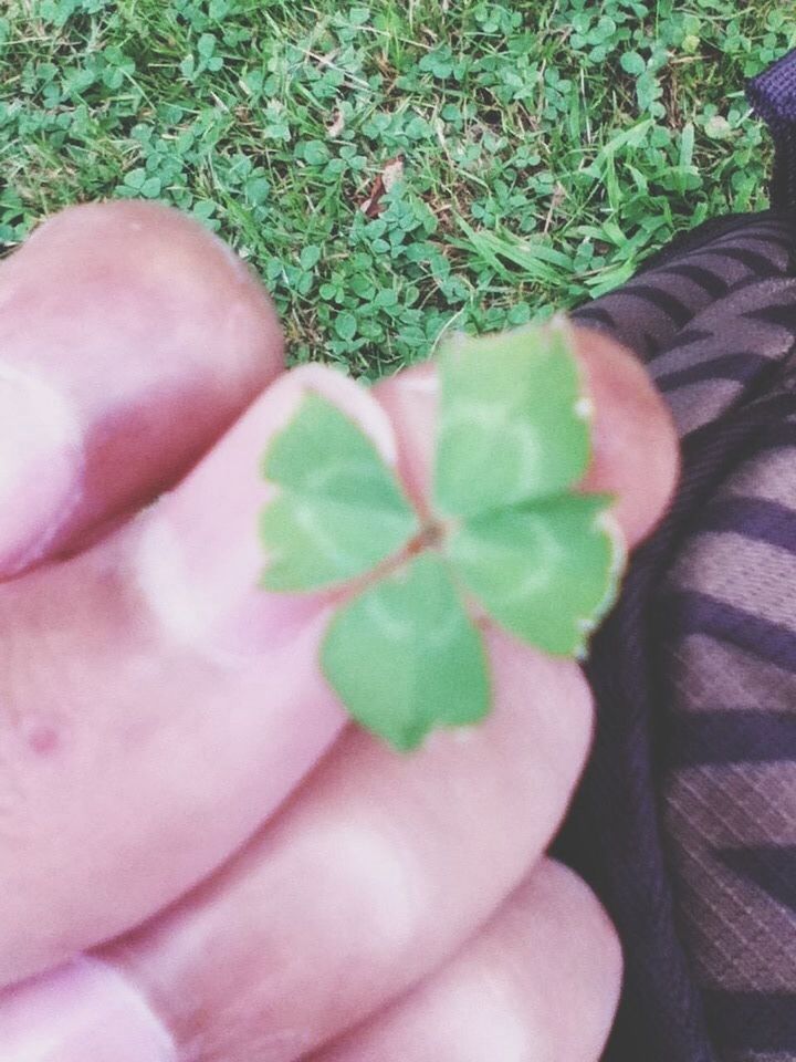 4 leaf clover