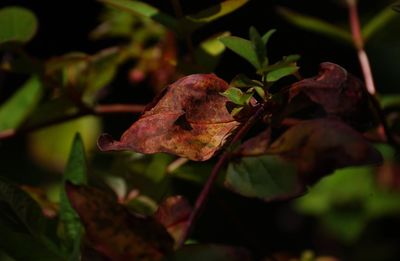 Close-up of leaves