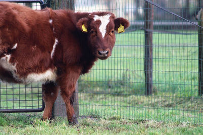 Portrait of cows on field