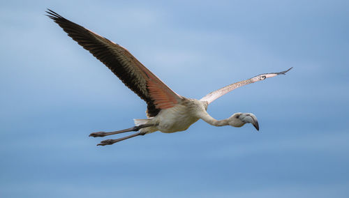 Low angle view of birds flying in sky