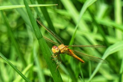 Close-up of insect on grass