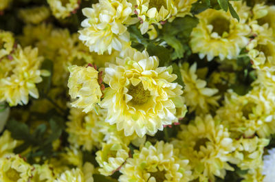 Close-up of yellow flowering plant in park